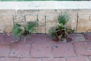 verde plantas y flores crecer en el calzada y acera. foto