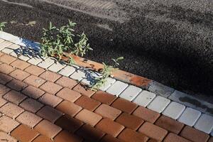 Green plants and flowers grow on the roadway and sidewalk. photo