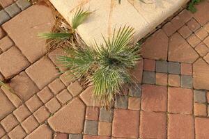 verde plantas y flores crecer en el calzada y acera. foto