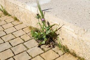 Green plants and flowers grow on the roadway and sidewalk. photo