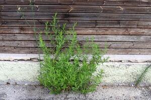 Green plants and flowers grow on the roadway and sidewalk. photo