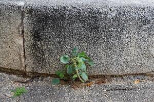 Green plants and flowers grow on the roadway and sidewalk. photo