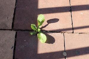 Green plants and flowers grow on the roadway and sidewalk. photo