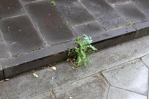 Green plants and flowers grow on the roadway and sidewalk. photo