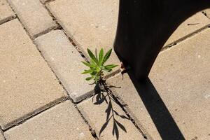 Green plants and flowers grow on the roadway and sidewalk. photo