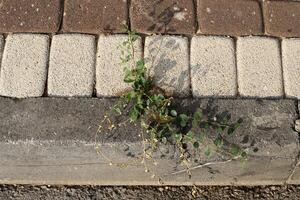 verde plantas y flores crecer en el calzada y acera. foto