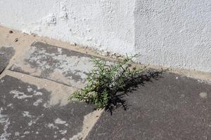 Green plants and flowers grow on the roadway and sidewalk. photo