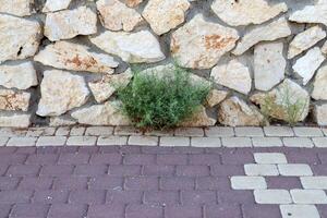 Green plants and flowers grow on the roadway and sidewalk. photo