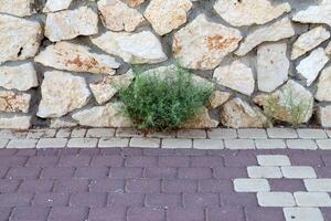 verde plantas y flores crecer en el calzada y acera. foto