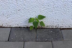 Green plants and flowers grow on the roadway and sidewalk. photo