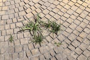 Green plants and flowers grow on the roadway and sidewalk. photo