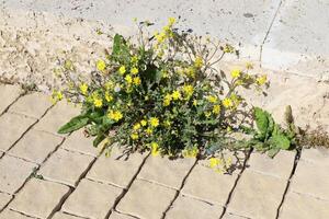 Green plants and flowers grow on the roadway and sidewalk. photo