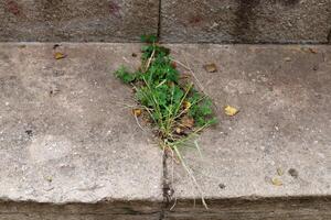 Green plants and flowers grow on the roadway and sidewalk. photo