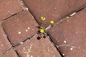 Green plants and flowers grow on the roadway and sidewalk. photo