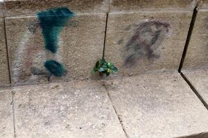 Green plants and flowers grow on the roadway and sidewalk. photo