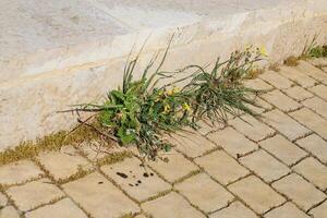 verde plantas y flores crecer en el calzada y acera. foto