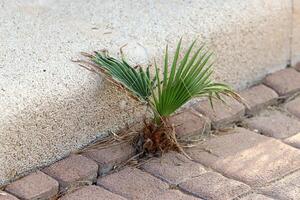 Green plants and flowers grow on the roadway and sidewalk. photo