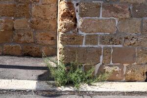 verde plantas y flores crecer en el calzada y acera. foto