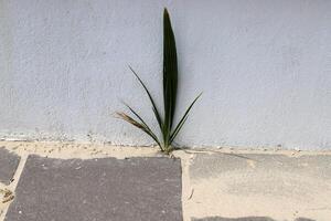 Green plants and flowers grow on the roadway and sidewalk. photo