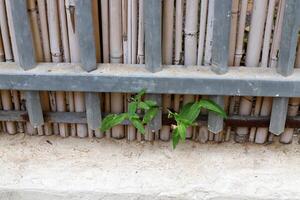 Green plants and flowers grow on the roadway and sidewalk. photo