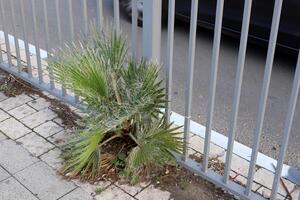 Green plants and flowers grow on the roadway and sidewalk. photo