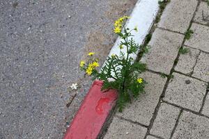 Green plants and flowers grow on the roadway and sidewalk. photo