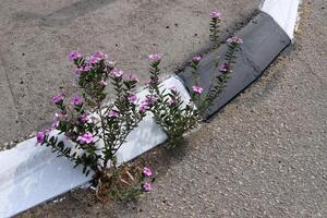 Green plants and flowers grow on the roadway and sidewalk. photo