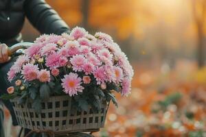 Female is riding bike with basket of pink chrysanth Bicycle basket with flowers and hat photo