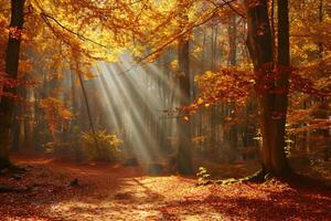 photo sunlight passing through autumn trees