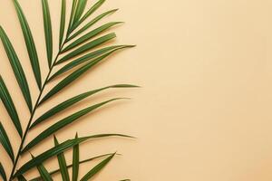 photo fresh palm leaves on beige background