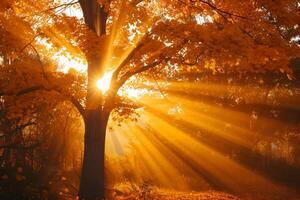 photo sunlight passing through autumn trees