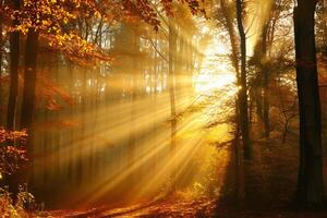 photo sunlight passing through autumn trees