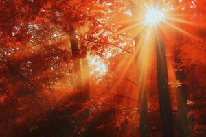 photo sunlight passing through autumn trees