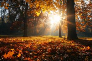 photo sunlight passing through autumn trees