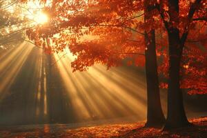 photo sunlight passing through autumn trees