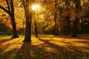 photo sunlight passing through autumn trees