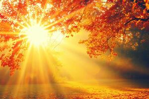 foto luz de sol paso mediante otoño arboles