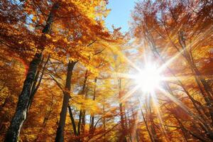 photo sunlight passing through autumn trees