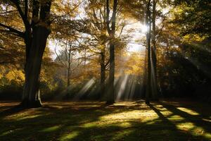 photo sunlight passing through autumn trees