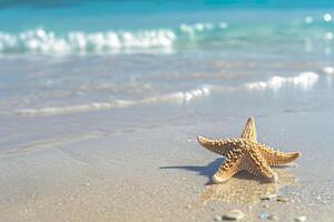 photo starfish on summer sunny beach at ocean