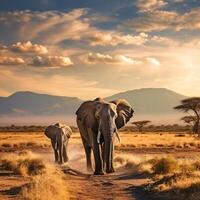 Photo elephants in amboseli national park kenya africa