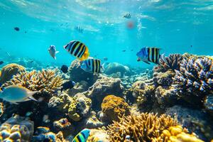 Photo coral reef with fish blue sea underwater scene