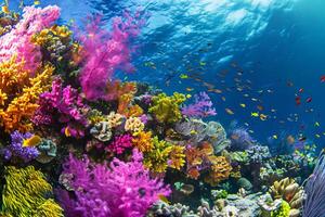 Photo a coral reef garden filled with vibrant color
