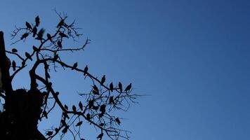 silhuetter av duvor eller duvor i grenar av en träd med blå himmel video