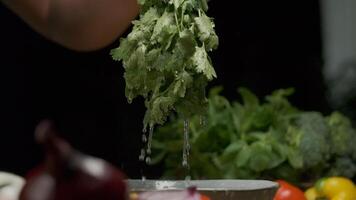 Professional chef washes cilantro leaves video