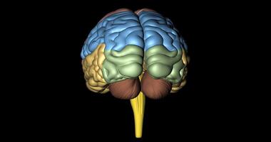 grote hersenen, cerebellum en merg langwerpig video