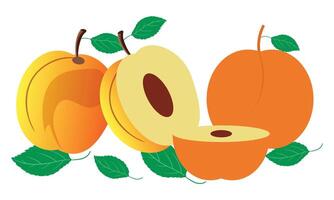 Apricot Design And Illustration Bundle. vector