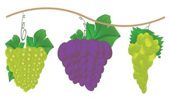 Grape Design And Illustration Bundle. vector