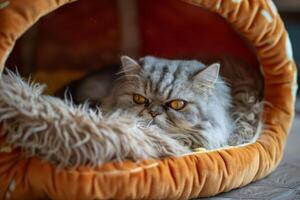 A Persian fluffy grey cat lies in a soft bed in the shape of a burger. photo