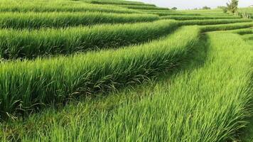 A drone flying over rice plantations in Bali video